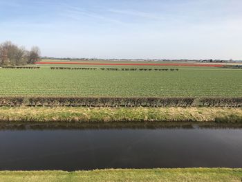 Scenic view of agricultural field against sky