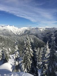 Snow covered trees against sky