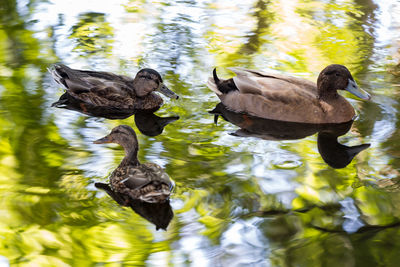 Duck swimming on lake