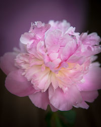 Close-up of pink peony flowers