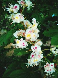 Close-up of white flowers