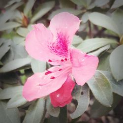 Close-up of pink flower