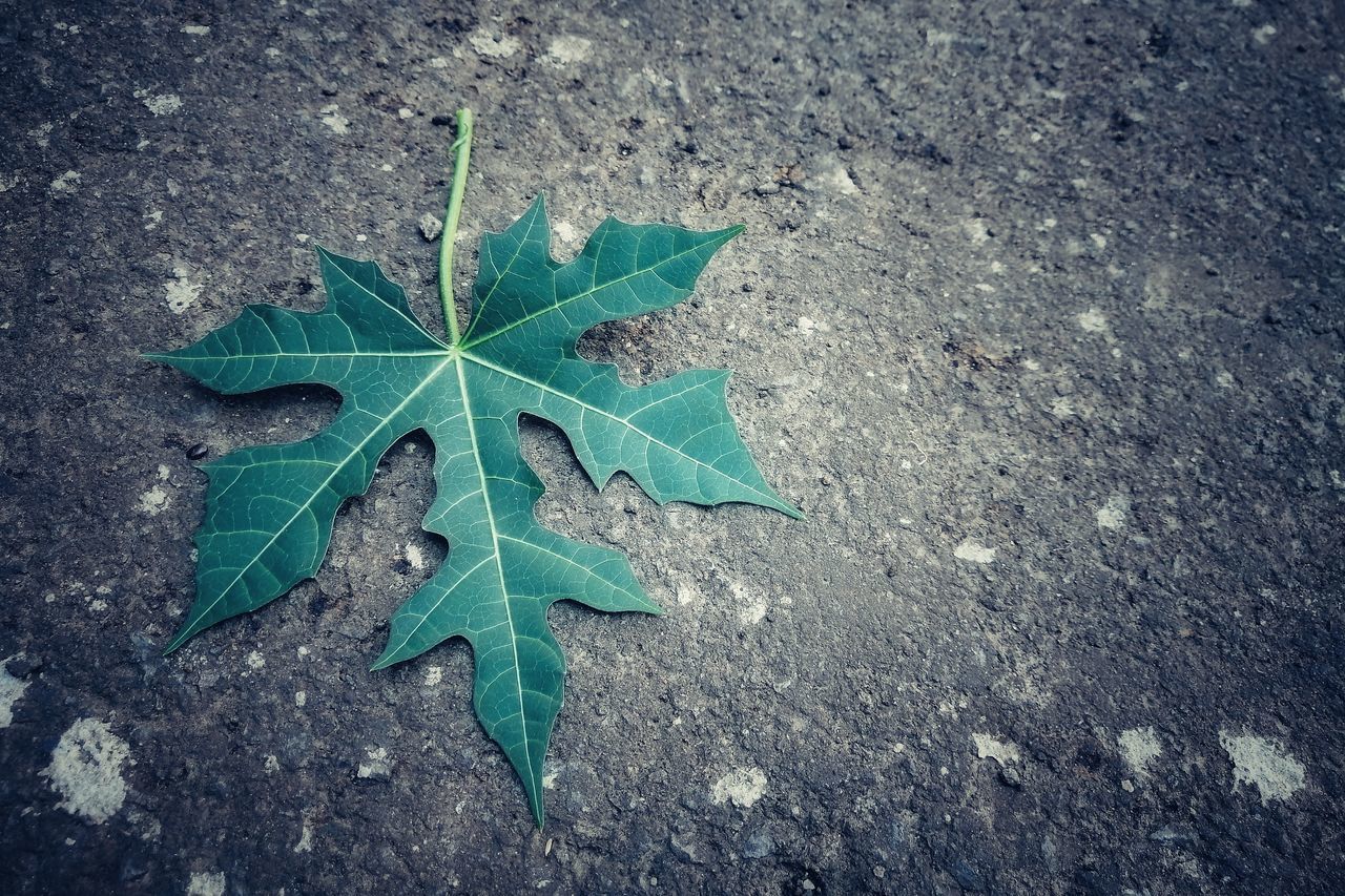 HIGH ANGLE VIEW OF LEAF ON ROAD