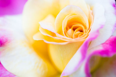 Close-up of pink rose