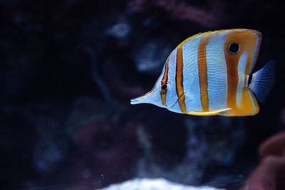 Close-up of fish swimming in aquarium