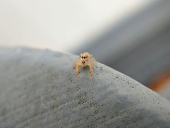 Close-up of spider on web