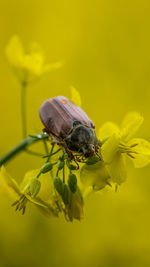 Close-up of insect on yellow flower