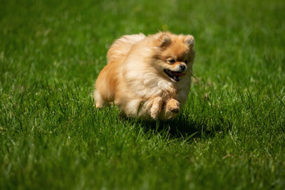 Dog lying on grass