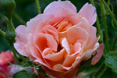 Close-up of wet rose