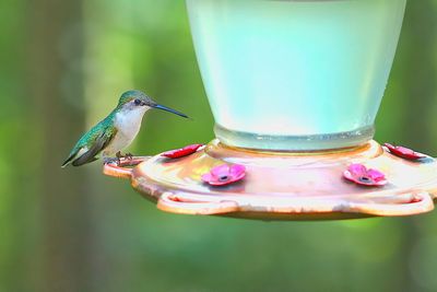 Close-up of ruby throated hummingbird