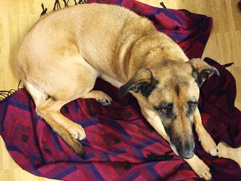 Close-up of dog sleeping on blanket