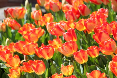 Full frame shot of red tulips