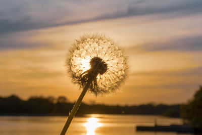 Close-up of dandelion against sky during sunset