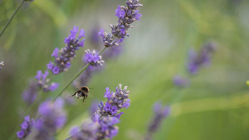 Close-up of bee on purple flowers