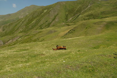 View of a horse on field