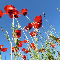 Low angle view of red flowers