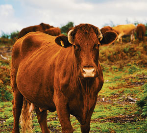 Cow standing in a field