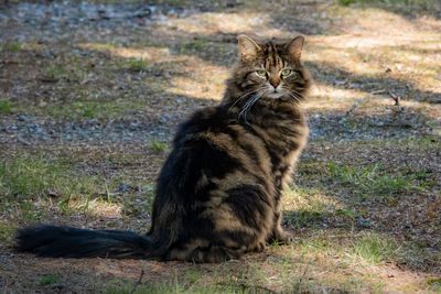 Portrait of tabby cat sitting on land