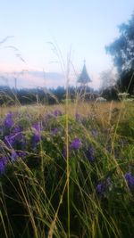 Flowers growing in field