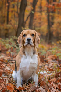 Portrait of dog sitting on ground during autumn