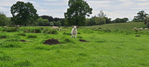 pasture
