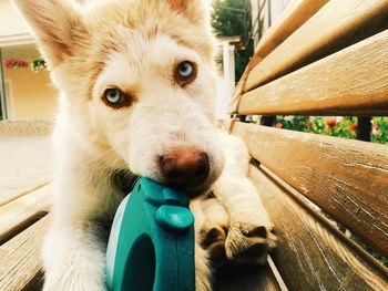 Close-up of husky puppy with toy on bench in back yard