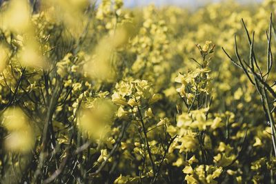 Close-up of yellow flowering plants on field