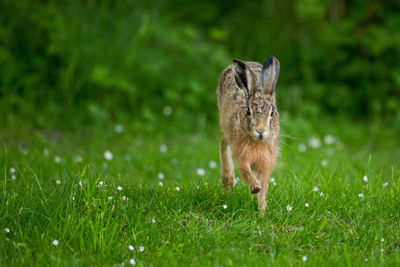 Close-up of hare on grassy field