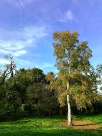 Trees on field against sky