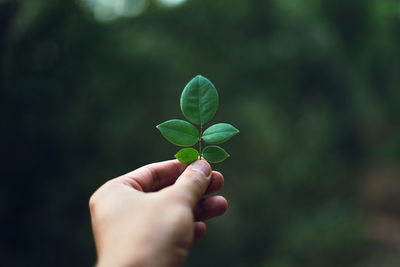 Close-up of hand holding leaves