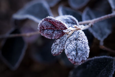 Close-up of snow on leaf during winter