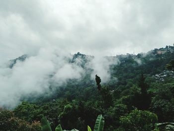 Scenic view of forest against sky
