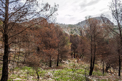 Low angle view of trees in forest against sky