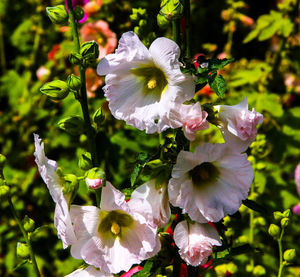 Close-up of pink flower