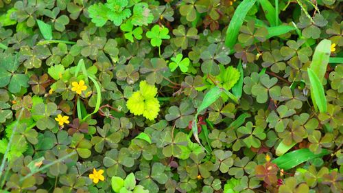 Leaves on leaves