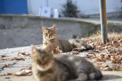 Cat lying down