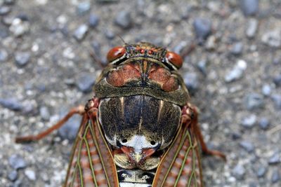 High angle view of crab on land