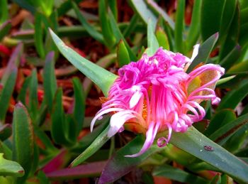 flowering plant