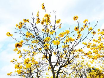Low angle view of flowering plant against yellow sky