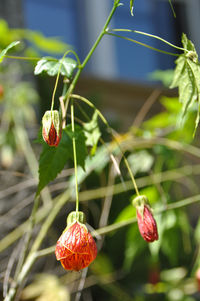 Close-up of red berries on plant