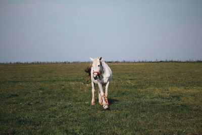 Horse on field against sky