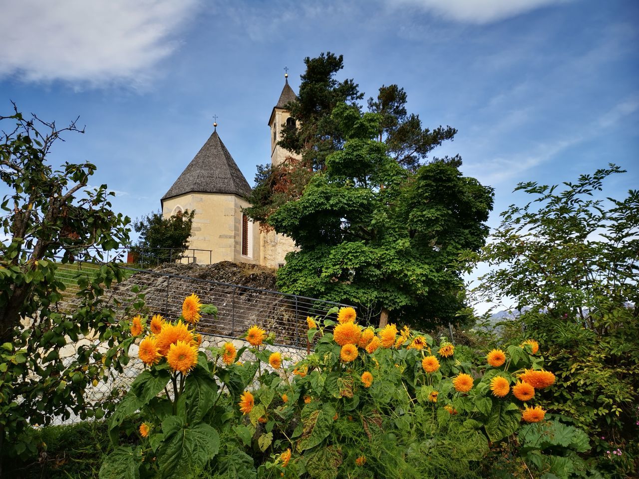 VIEW OF FLOWERING PLANT AGAINST BUILDING