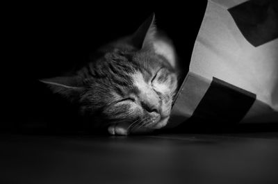 Close-up of cat sleeping on table