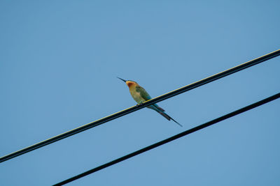 Low angle view of bird perching on cable against sky