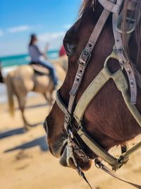 Close-up of horse against sky