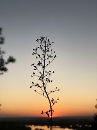 Silhouette plant against sky during sunset