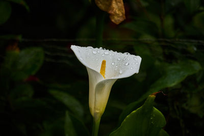 Close-up of water drops on rose leaf