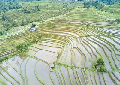 High angle view of rice paddy on field