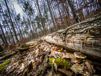 Close-up of log in forest