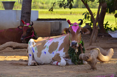Cows in a field
